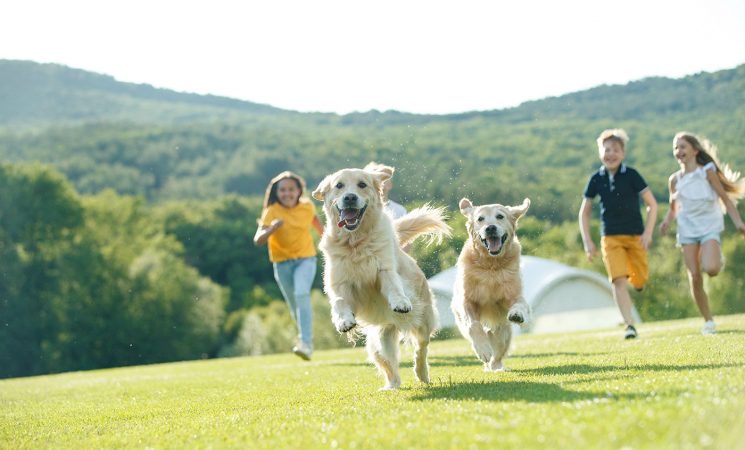 Actiongeladenes Ferienprogramm für Kids – Spaß, Sport und Hunde inklusive!
